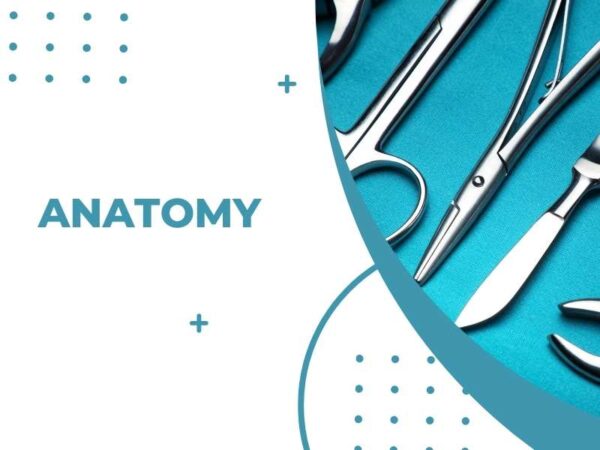 Anatomy Surgical Instrument