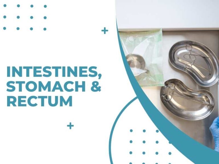 Intestines, Stomach & Rectum